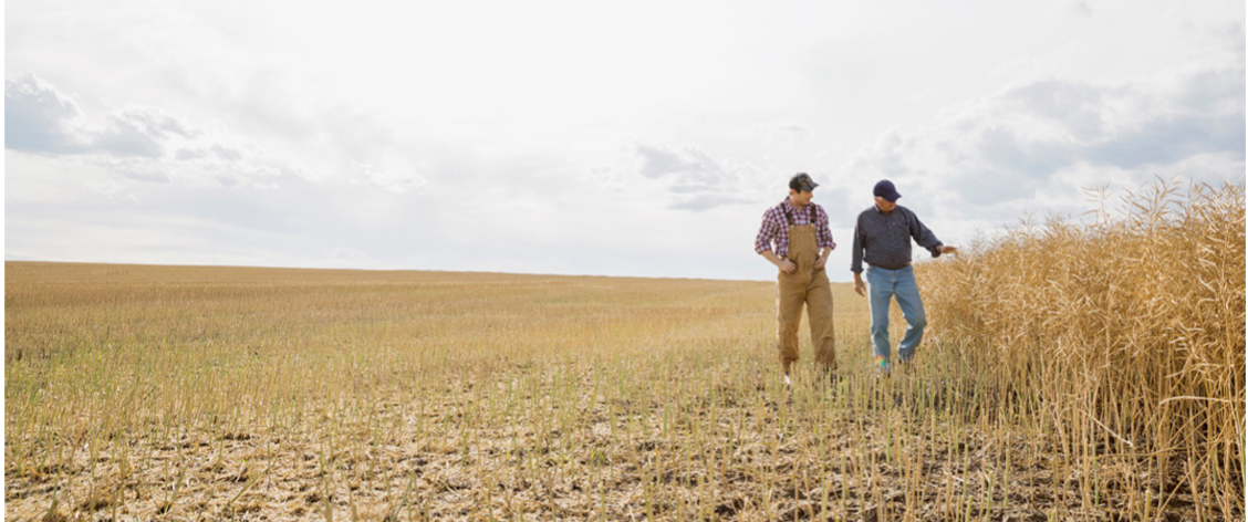 Two men are walking in a farm field