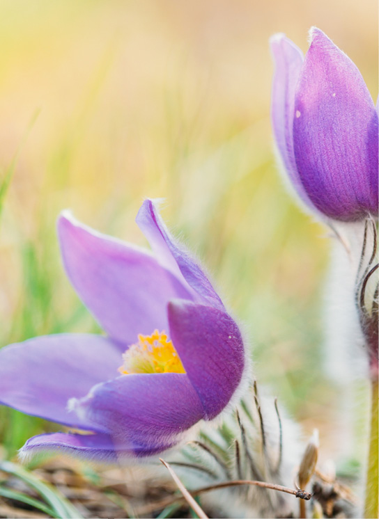 Purple flowers