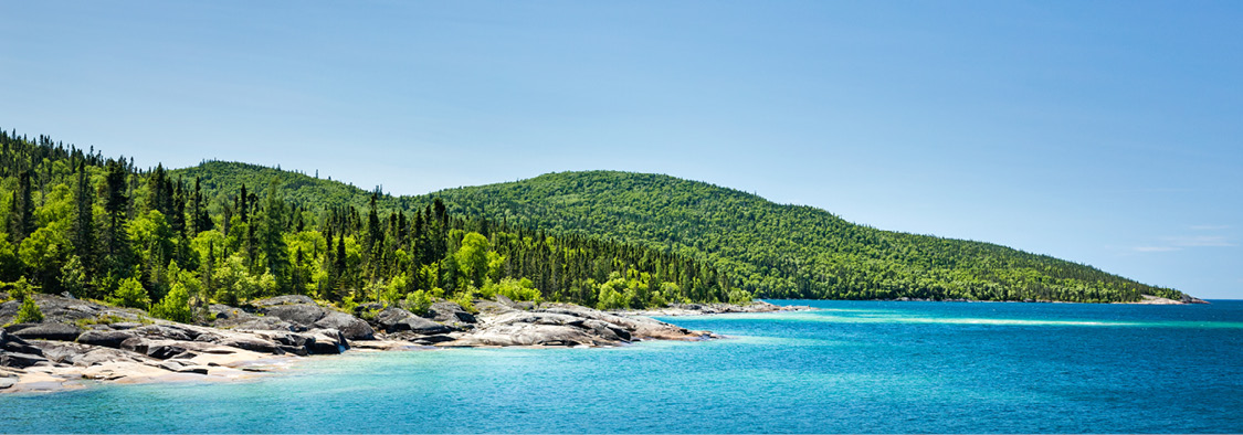Forest with a rocky shoreline