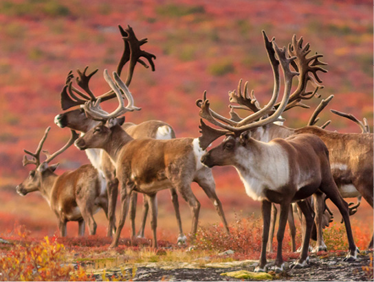 Caribou