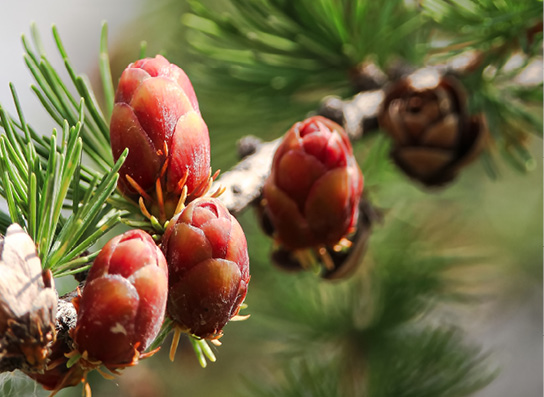 Close up of a coniferous tree
