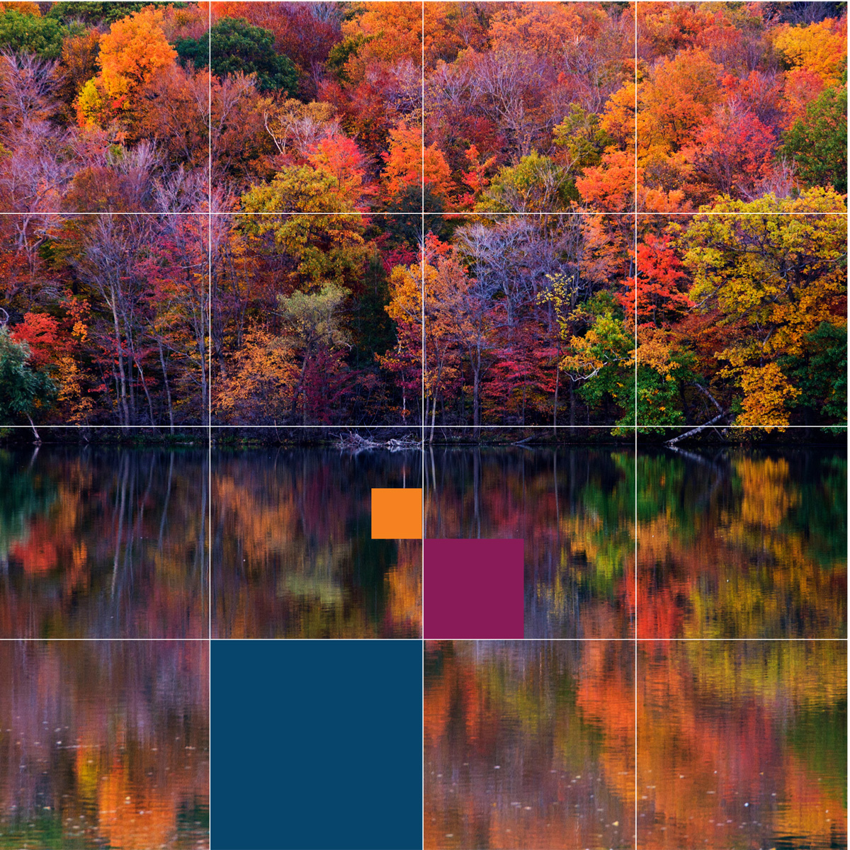 Forest in fall next to water