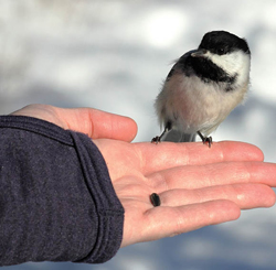 Bird
