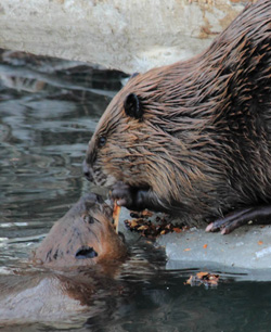 Beavers