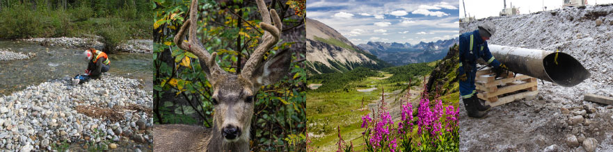 Inspection, Deer, River Valley, Inspection