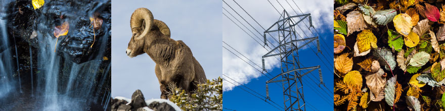 Water Fall, Big Horn Sheep, Transmission Tower, Fallen Leaves