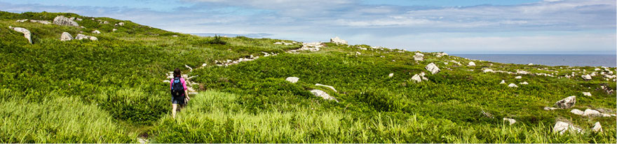 Hiker walking through a coastal meadow
