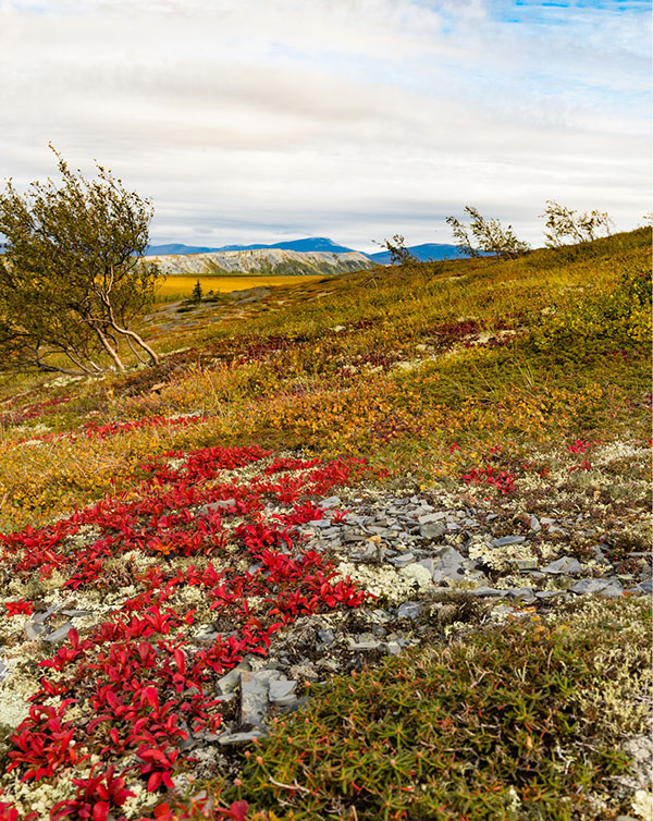 Arctic tundra fall colours with bright Alpine Bearberry