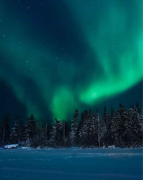 Aurora borealis dances over trees