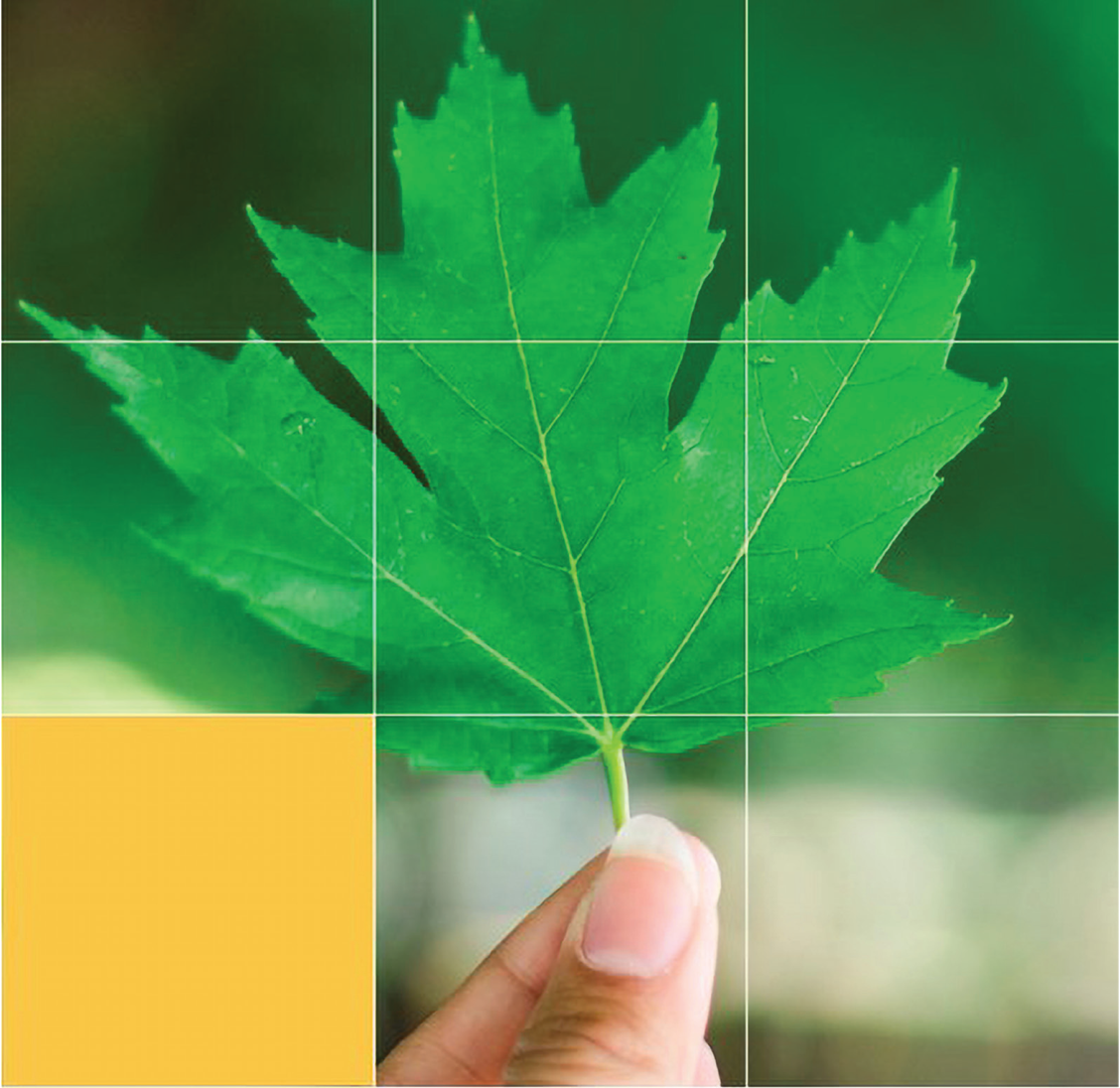 A close-up of a green maple leaf held between a person's thumb and index finger, centered against a blurred green background.