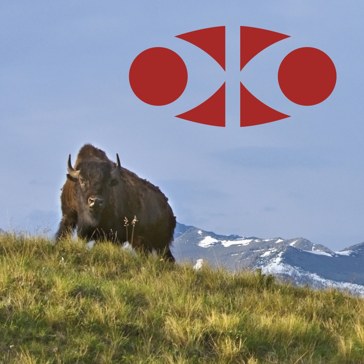 Bison sur une colline verdoyante au parc national des Lacs-Waterton, en Alberta, avec des montagnes en arrière-plan et le logo rouge du Comité consultatif autochtone dans le coin supérieur droit.