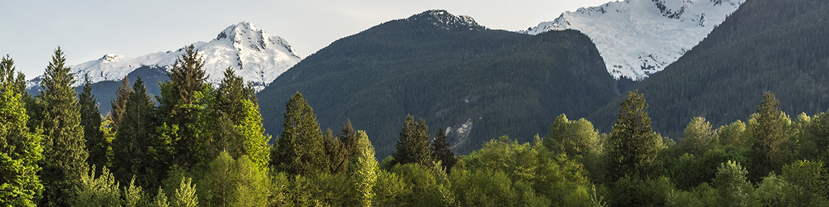 The tops of green trees with snow-capped mountains in the background