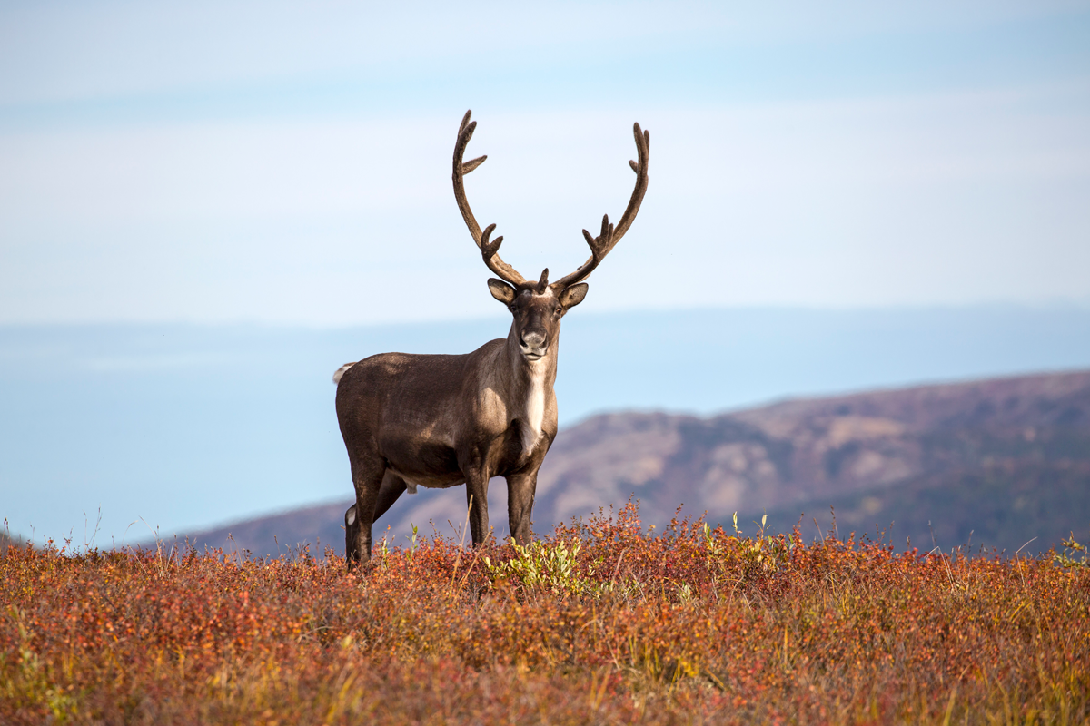 Caribou