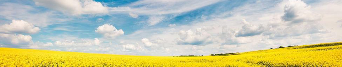 Figure 10 – Vast expanse of canola growing under a sunny blue sky.
