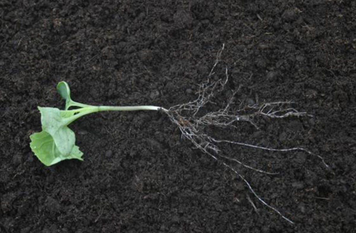 Figure 11 – Plant with a healthy root system.