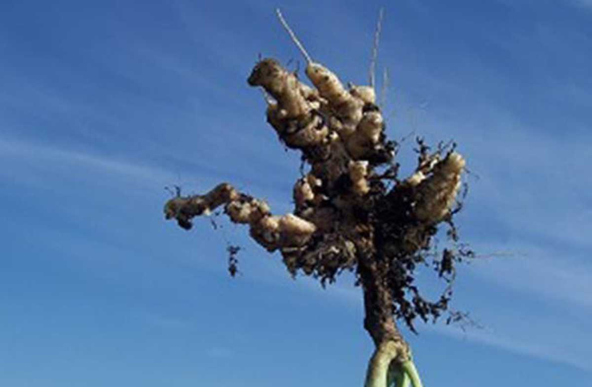 Figure 12 – Plante dont le système racinaire est atteint de la hernie des crucifères.