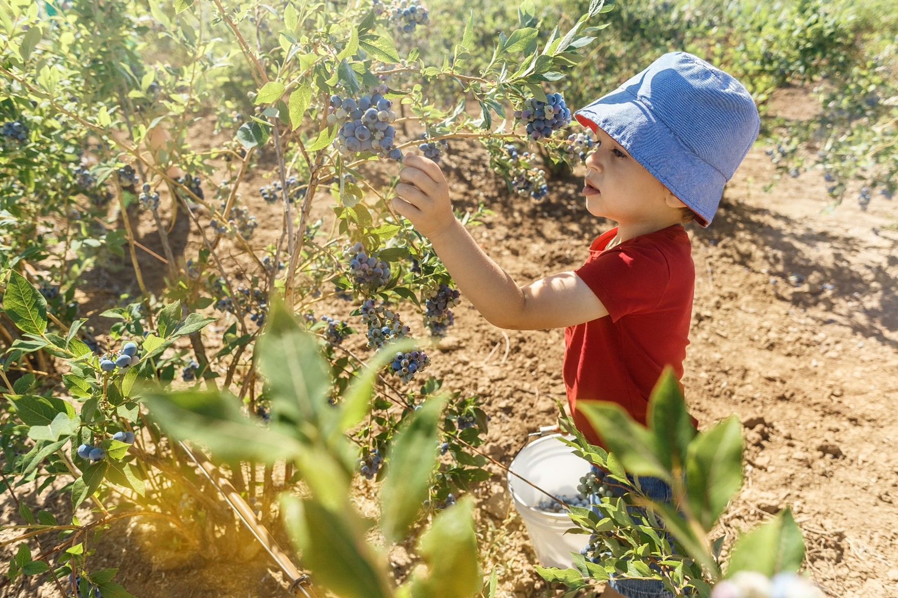 Figure 1 – Young boy grasping a bunch of grapes.
