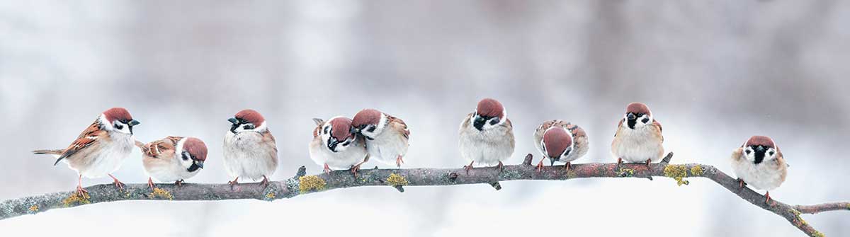 Figure 2 – Birds chirping on a branch