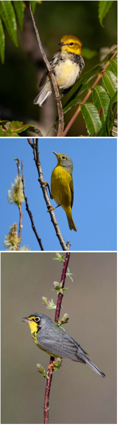 Figure 7 – Photos of the yellow warbler, one of the most common species in North America.