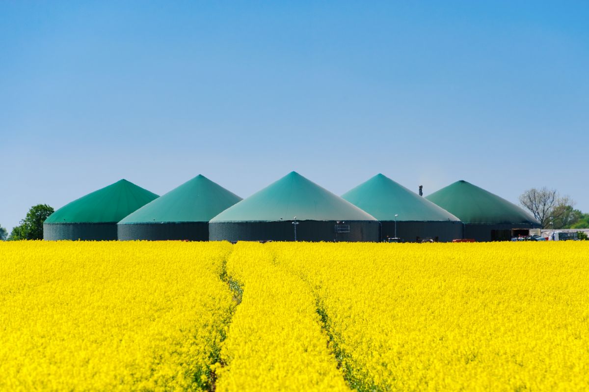 Canola field with storage buildings in the background for biofuel.