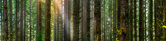 A view of a pine forest with sun beams coming through the canopy