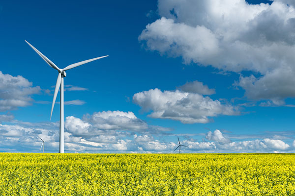 Trois éoliennes dans un champ de canola jaune.