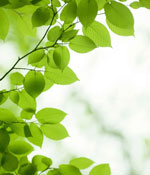 Leaves on a branch