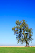 Tree in a field