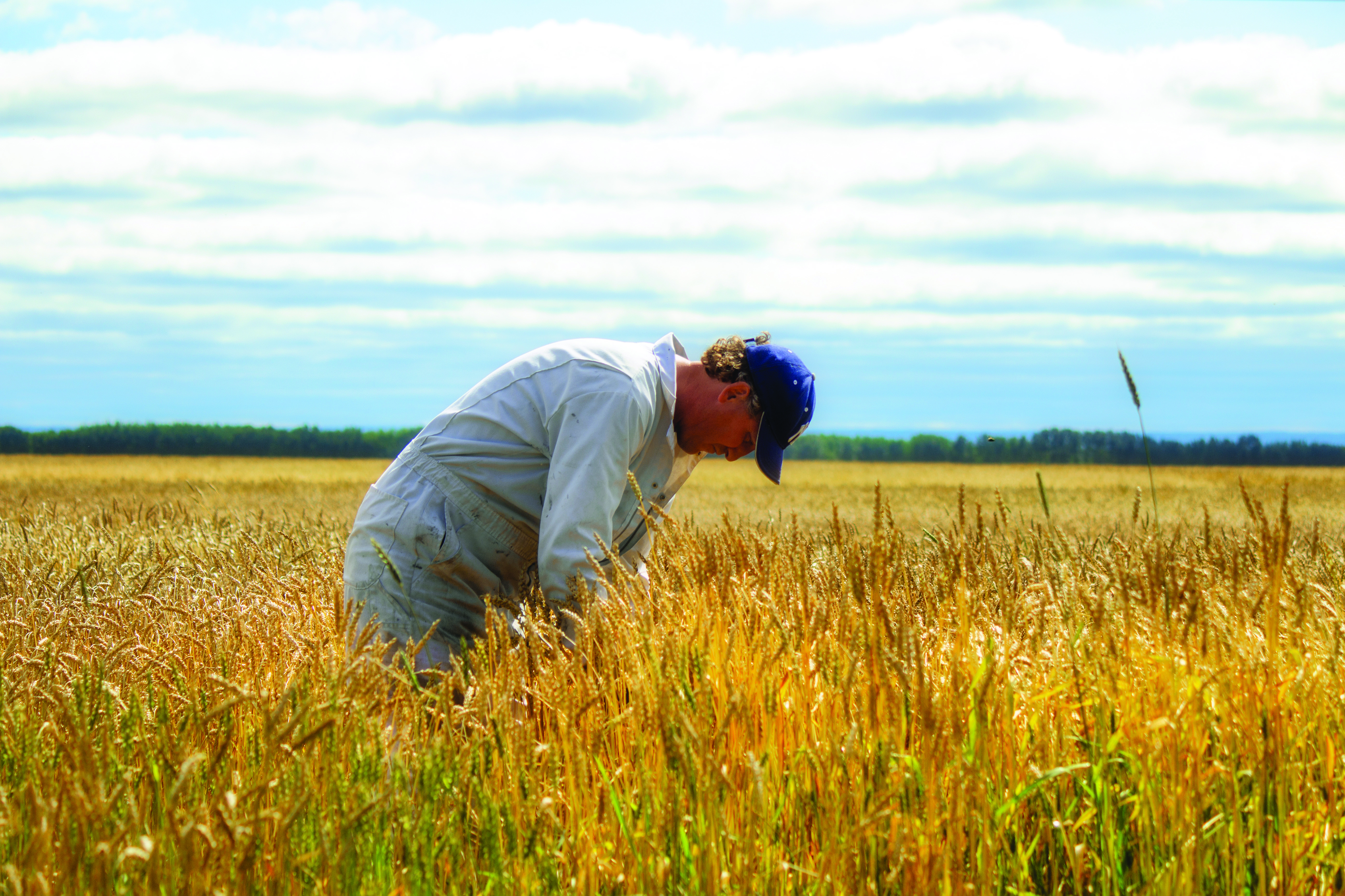 Un agriculteur portant une salopette légèrement penché vers l’avant, examinant du blé mûr dans un champ, sous un ciel nuageux.