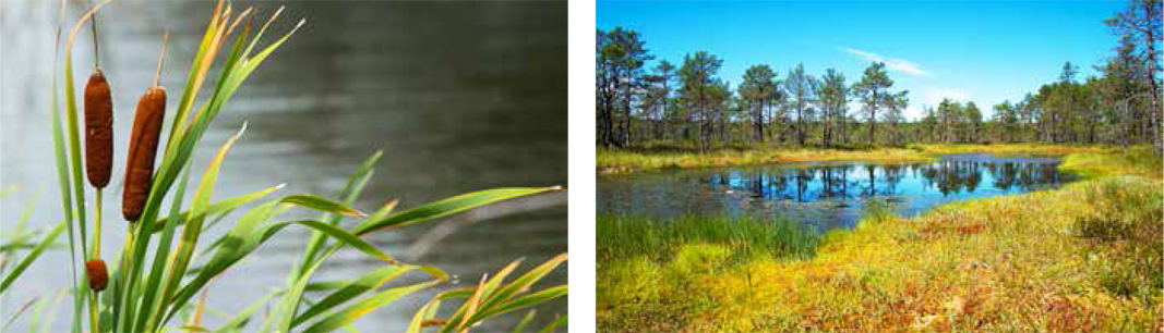 1. Gros plan de quenouilles et plan d’eau en arrière-plan 2. Marais avec arbres en arrière-plan