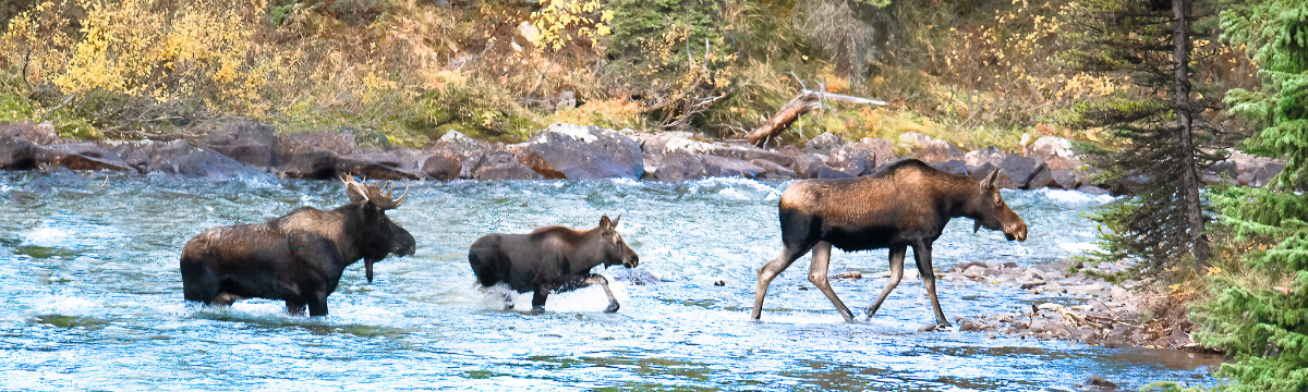 Two adult moose, accompanied by a baby moose, cross a river bordered by trees on its banks.